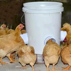 Chicken Feeders And Water Buckets 