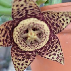 Stapelia Orbea, Starfish Succulent