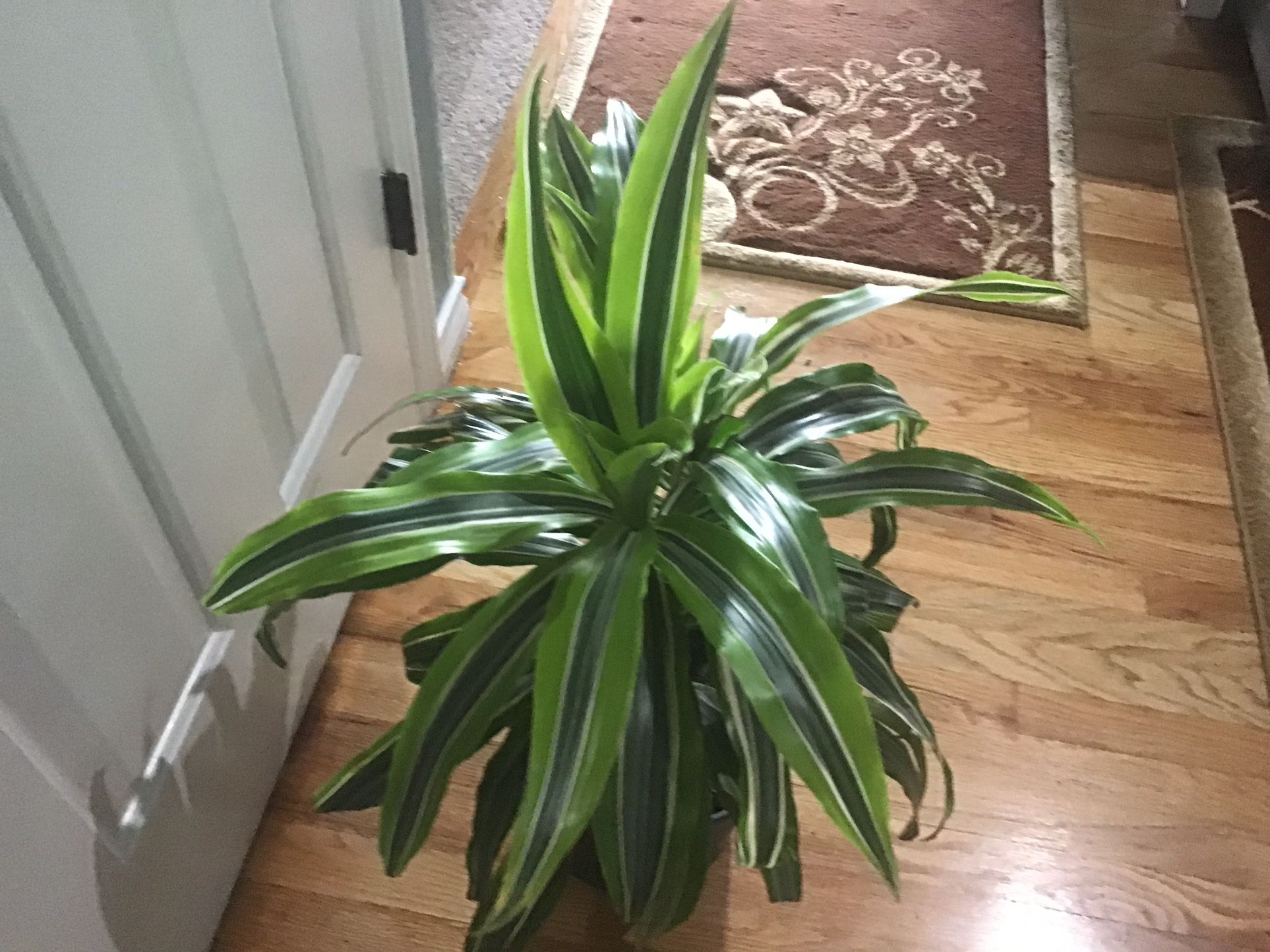 Plant