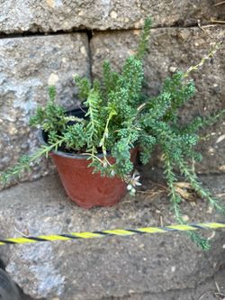 Planta