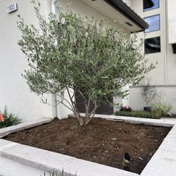 36” Box Fruitless Olive Tree 