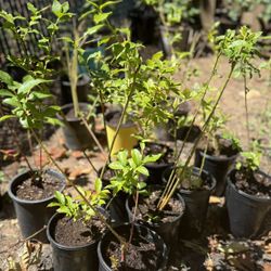 Blueberries in pots