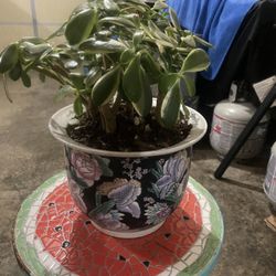 Three Potted Plants