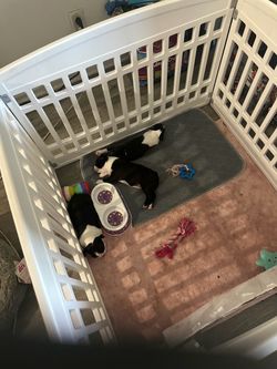 Dog cage
