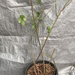 Potted Fig Tree
