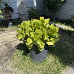 Succulent Plant For Sale
