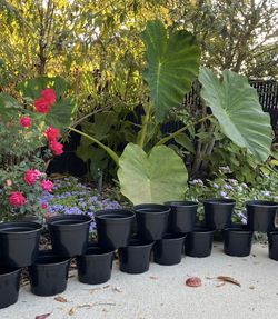 1-gallon Nursery Planters / Flower Pots. $1 Each. 30/$20.