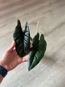 Alocasia Scalprum
