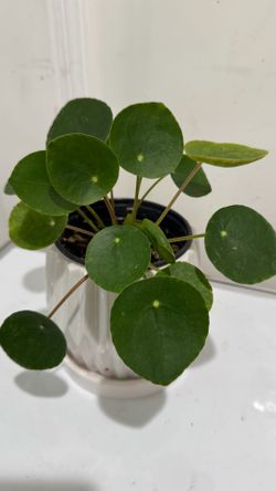 Money plant