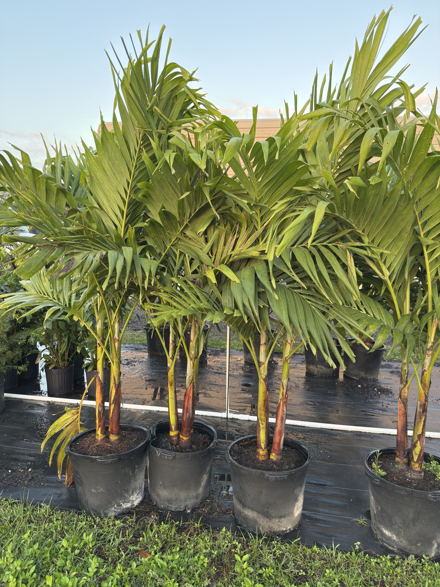 Christmas Palms