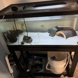 Free Axolotl And Tank 