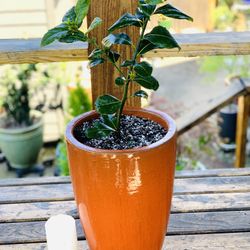 Live outdoor Sweet Bay Laurel tree (Bay Leaf) plant in an orange Le Beau ceramic planter pot—firm price
