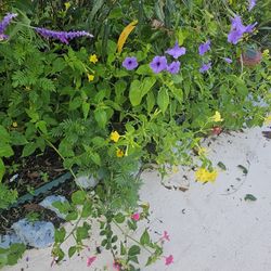 4 O'clock Plants AND Mexican Petunias