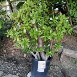 Big potted Jade succulent