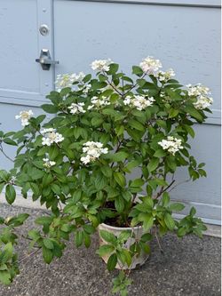 Quick Fire Panicle Hydrangea