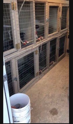 Cages jaulas for Kikirikis bantams miniature