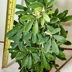 ♥️VARIEGATED MOONDROP UMBRELLA♥️Pls Read Description🌿