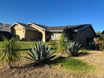 FREE American Agave Century plant and ponytail palm tree