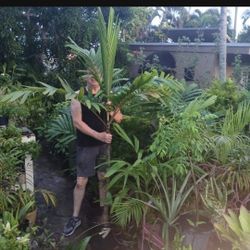 Carpentaria Palm Large 8 feet Tall Potted Landscape Plant