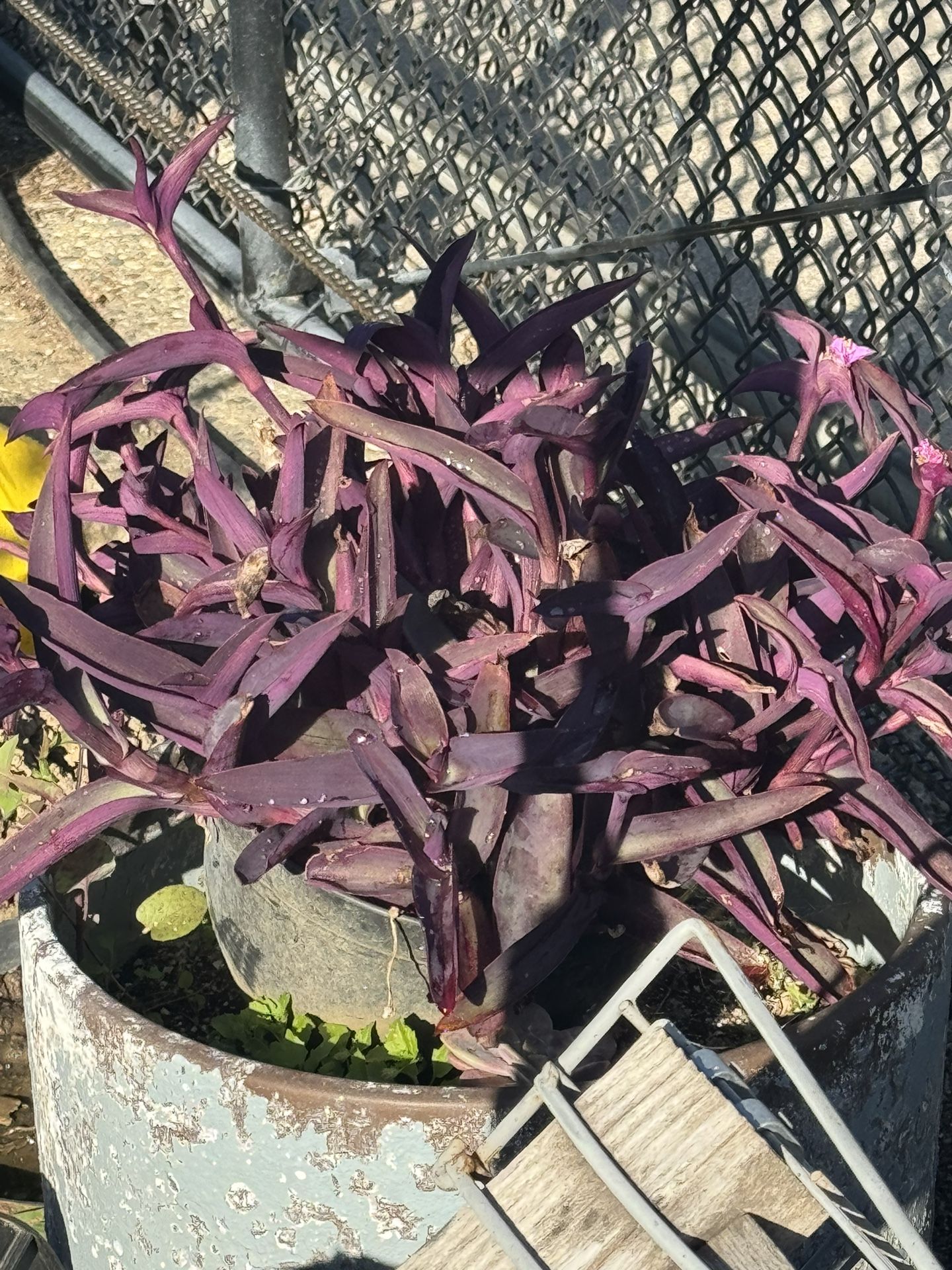healthy purple SUCCULENT plant in 12’ pot