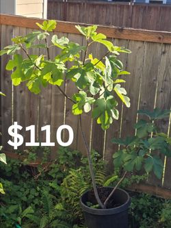 Turkish Fig tree. Hardy.
