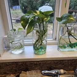 Pothos Starts