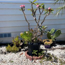 Plumeria 