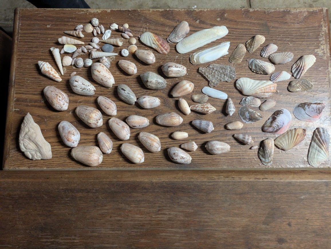 Lot Of 100 Sea Shells