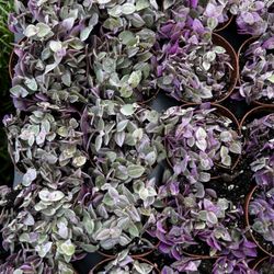 Tradescantia Pink Panther 2” Plant 