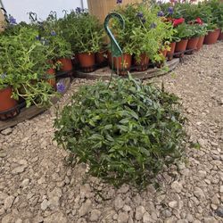 Spiderwort Hanging Basket Plant