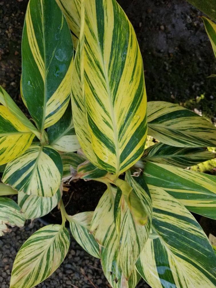 Variegated ginger plant