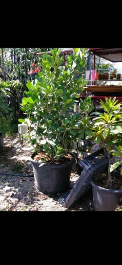 Clusias in all sizes