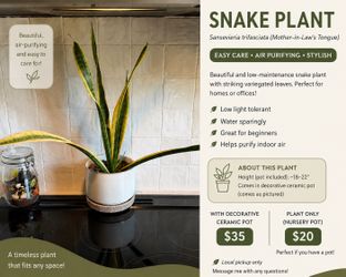 Snake Plant (Sansevieria) – Healthy, Established Plant 🌿