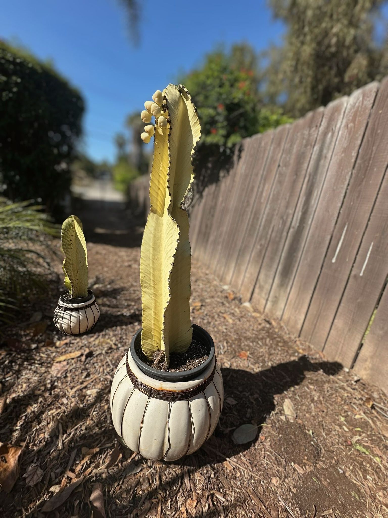 Rare Euphorbia Ammak “Ghost” Cuttings – Highly Variegated / Collector’s Succulent