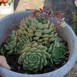 Succulent 