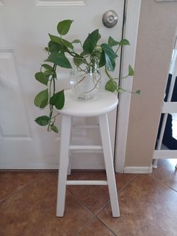 Houseplant