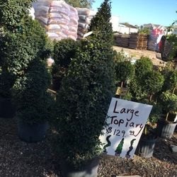 Large Topiary 