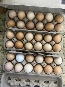 ππ₯Fresh Organic Eggs from Happy Hens! π£β¨