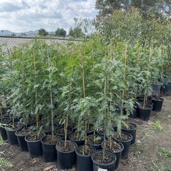 Pirules, California Pepper Trees 🌳 