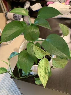 Pothos (house Plant)