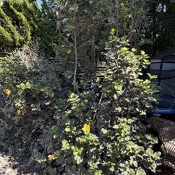 Hibiscus - Beautiful Hawaiian Yellow Flowers 