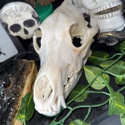 Beetle cleaned coyote skull