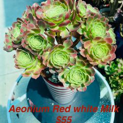 Aeonium Red White Milk