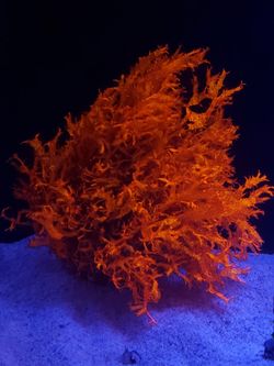 Dragons thonge Rare strain macro algae coral