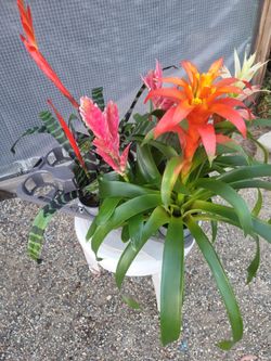 Bromeliad Plants 6" Pot $4 each