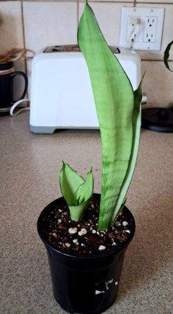 Live Beautiful Moonshine Sansevieria Indoor Houseplants With 4 inch nursery pots $10