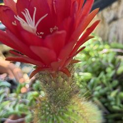 Tower cacti ( huge bright red flowers)