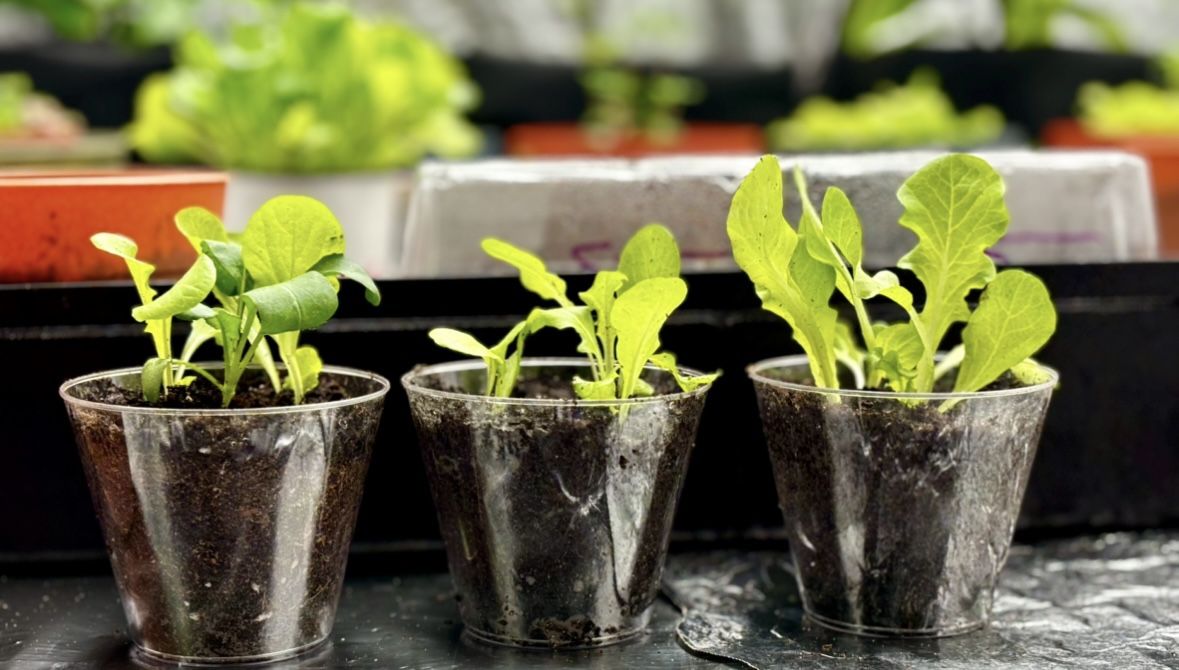 Variety of Healthy Seedlings!