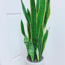 Sansevieria Laurentii Snake Plants Give Out The Fresh Air And Take Away The Bad One - 3’6” Tall - White Ceramic Pot Including 