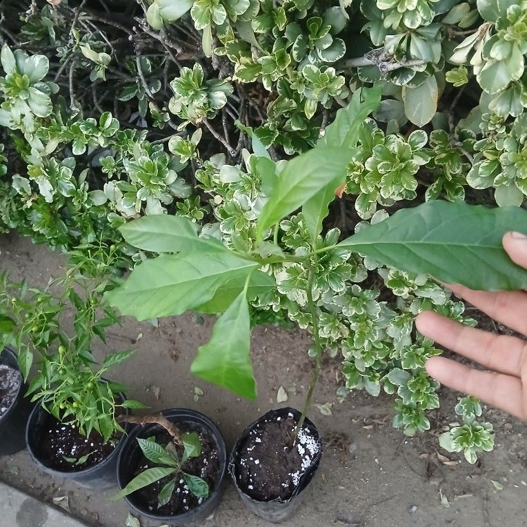 Hass Avocado Tree😃😃🌿🌿🌿🥑🥑🥑🥑